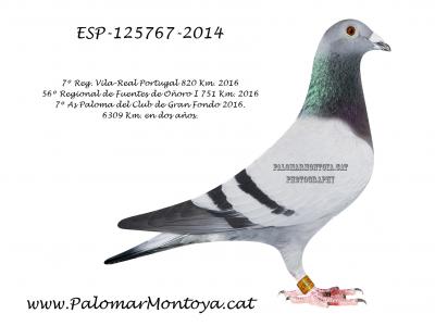 Palomar Montoya