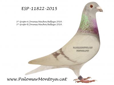 Palomar Montoya