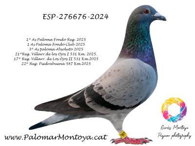 Palomar Montoya