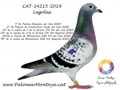 Palomar Montoya